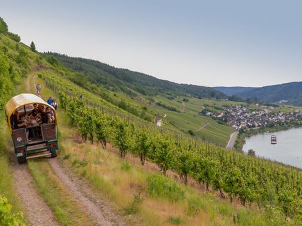 moselsteig-etappe-burg-reil-moezel Moselsteig etappe tussen Burg en Reil