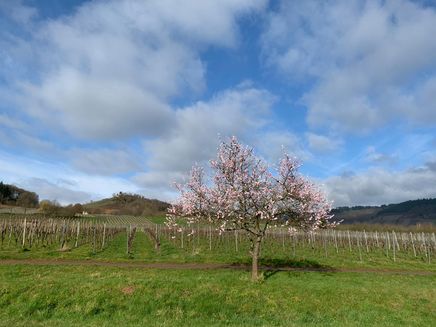 bloesemtijd-wolf-wolfer-klooster Bloesemtijd in Wolf