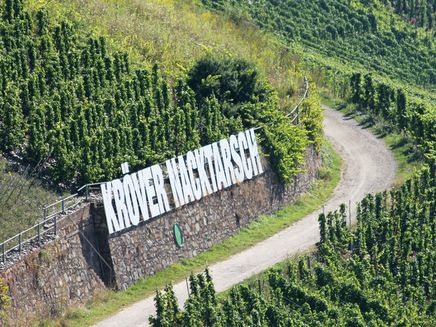 bekend-wijngaard-kröver-nacktarsch-kröv Wereldberoemde wijngaard Kröver Nacktarsch in Kröv