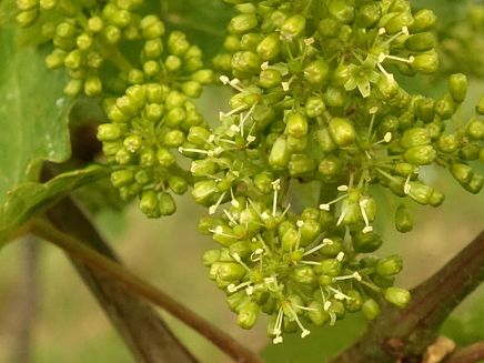 rieslingblüte-wein-mosel Rieslingblüte