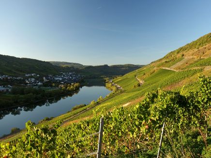 Avond-atmosfeer-zomer-groen-reil-wijngaarden Avond atmosfeer bij Reil